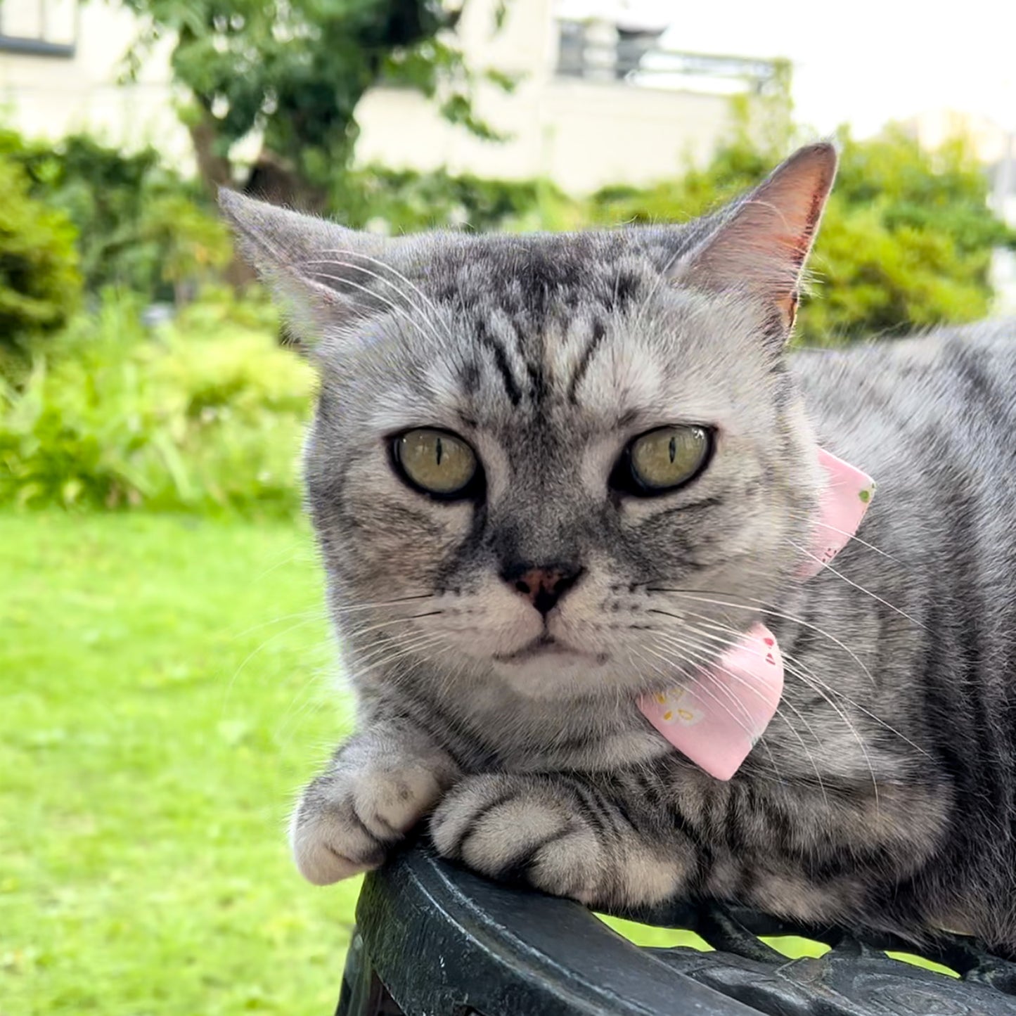 리본리본 고양이 수염 리본 목걸이 안전 버클 