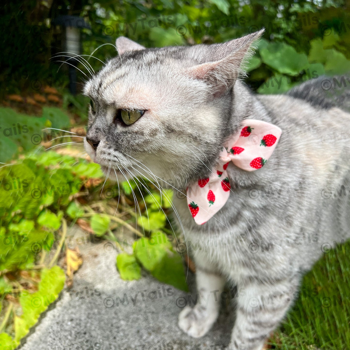 Berry Much Natural Whisker Bow Cat Collar Breakaway Buckle