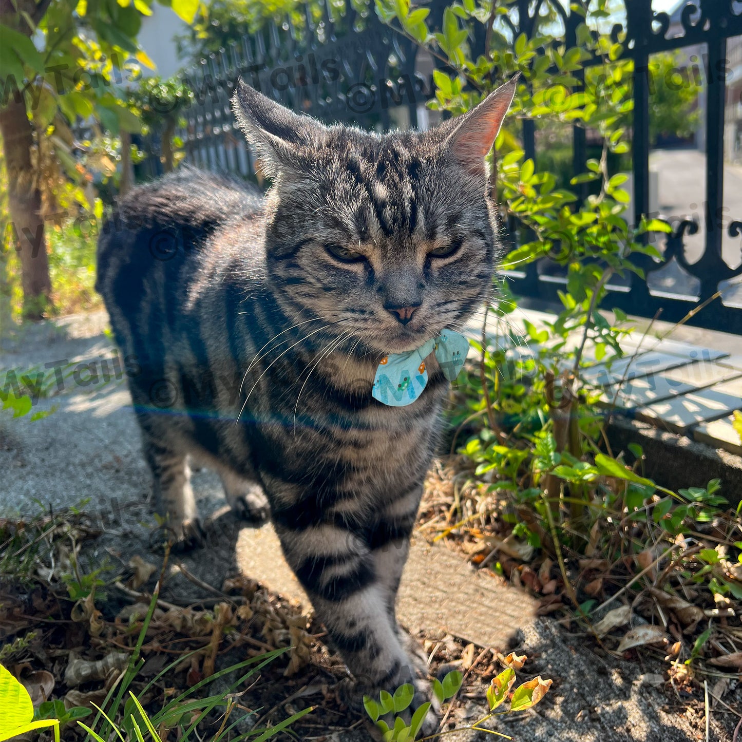 カーズ ベーシック首輪 猫用