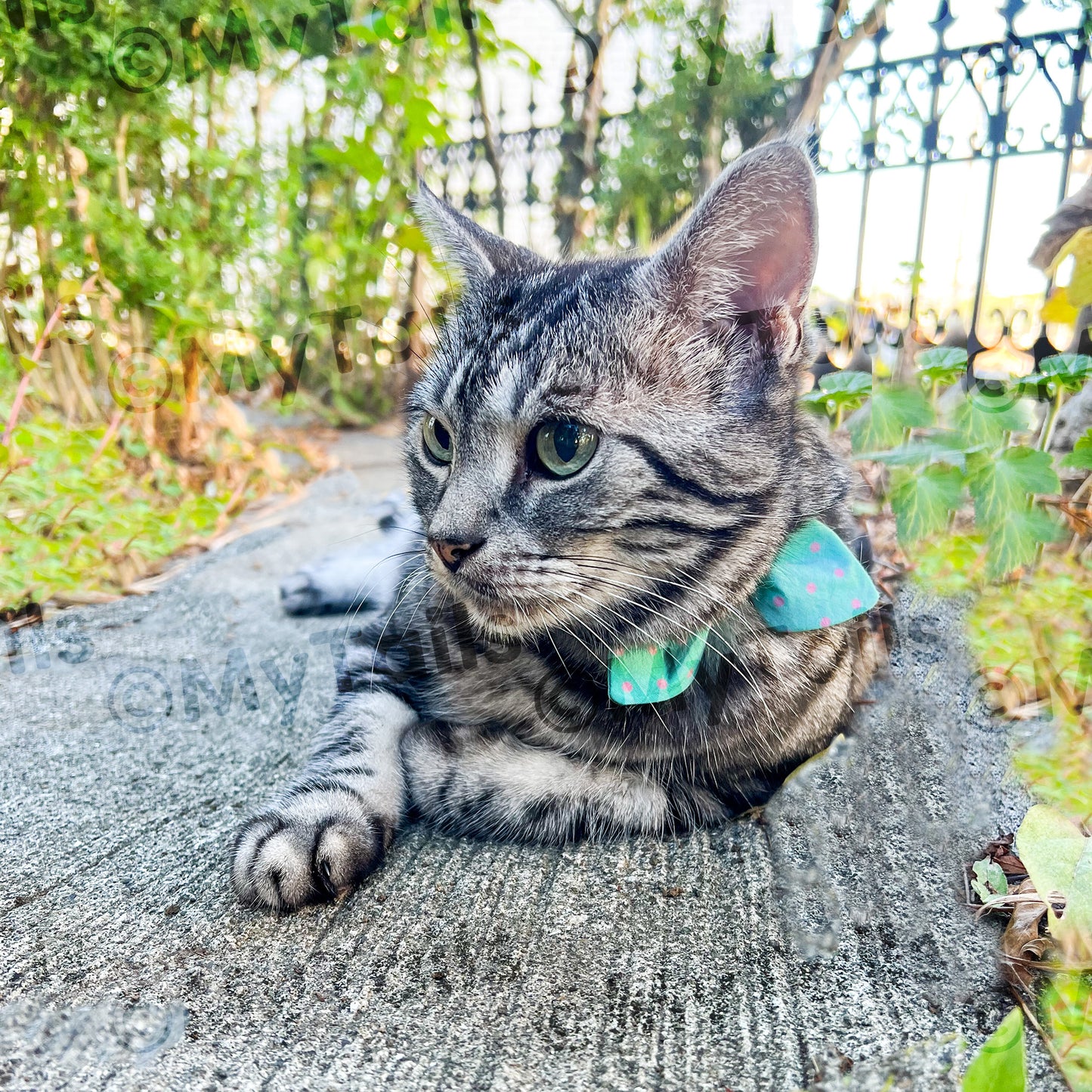 Mint Soda Whisker Bow Cat Collar Breakaway Buckle