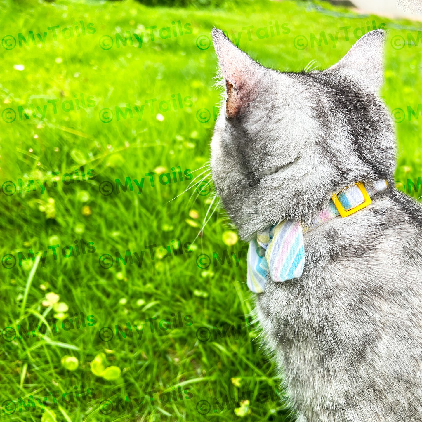 Pastel Rainbow Whisker Bow Cat Collar Breakaway Buckle