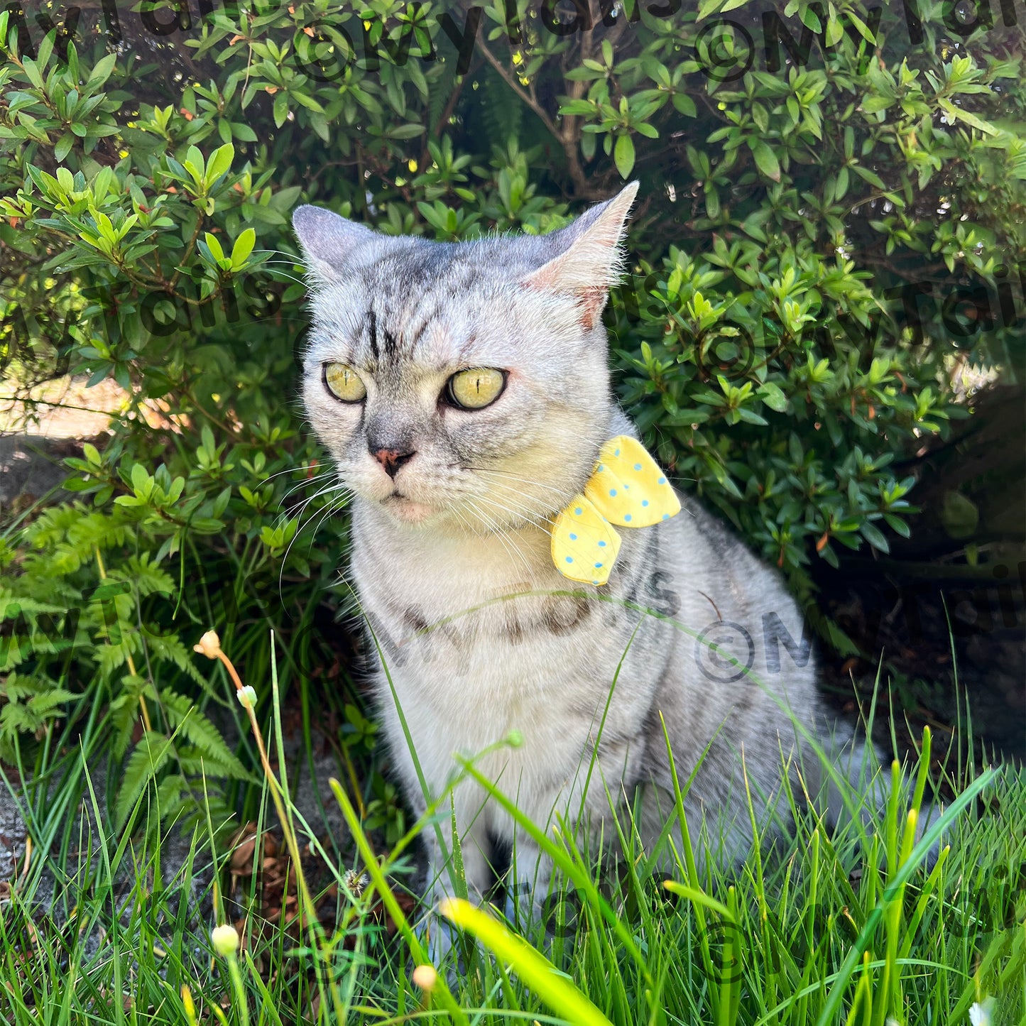 Lemon Soda Whisker Bow Cat Collar Breakaway Buckle