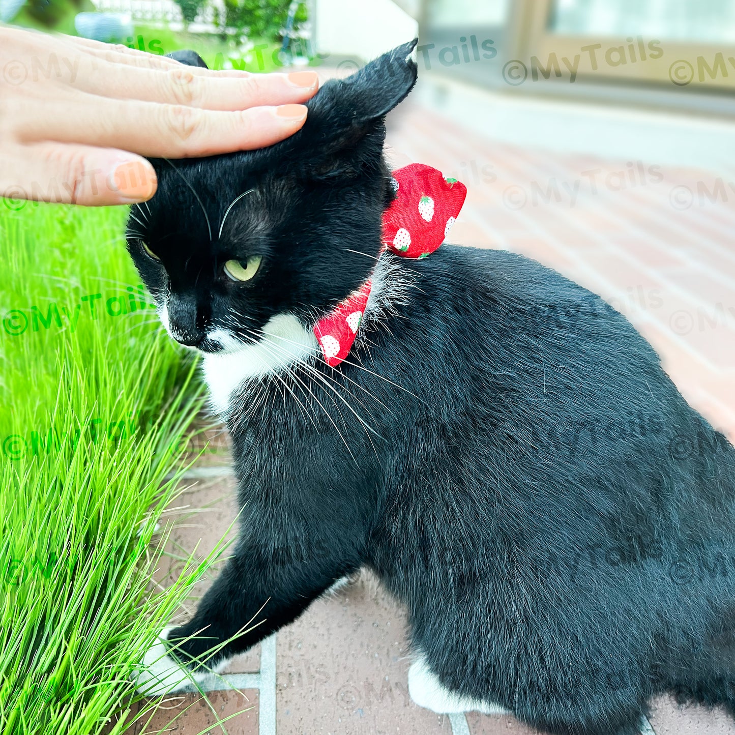 Berry Much Red Whisker Bow Cat Collar Breakaway Buckle