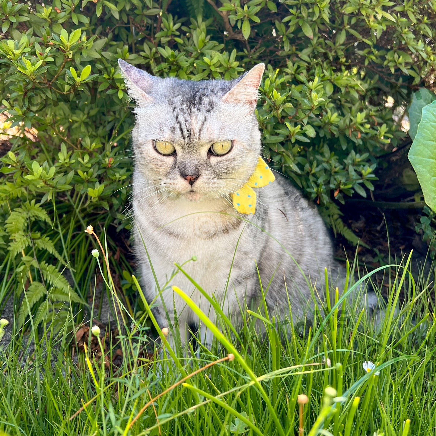 Lemon Soda Whisker Bow Cat Collar Breakaway Buckle